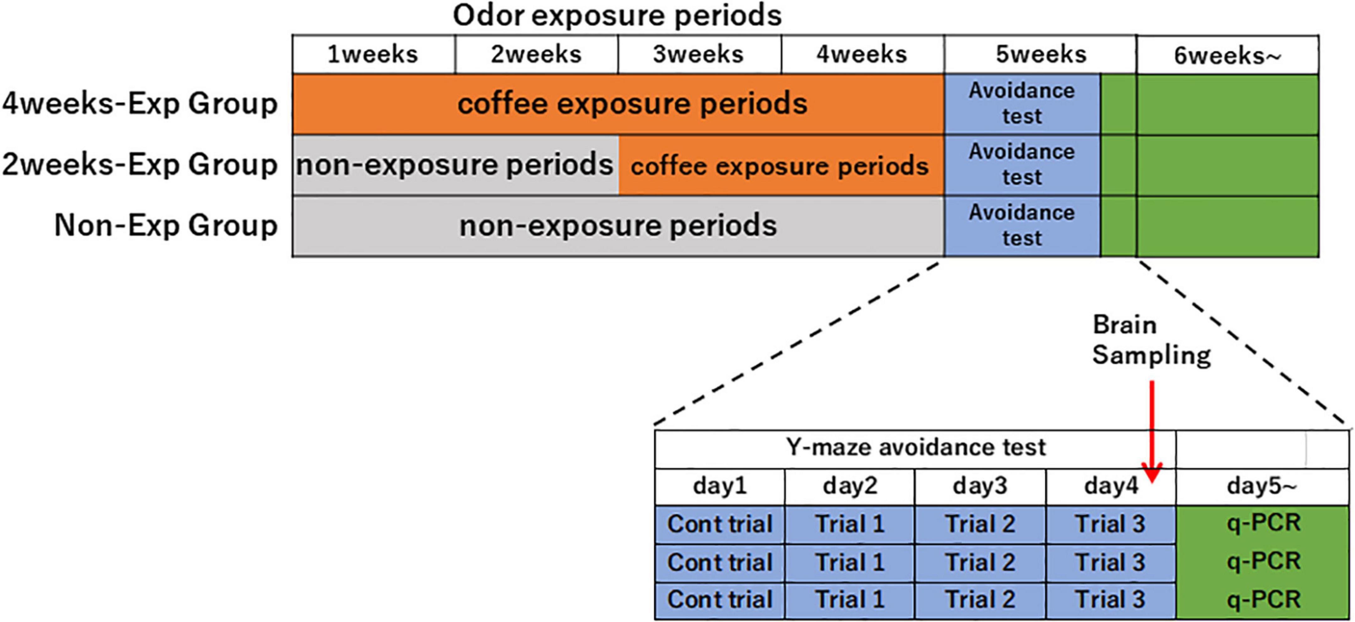 Repeated exposure to kairomone-containing coffee odor improves abnormal olfactory behaviors in heterozygous oxytocin receptor knock-in mice